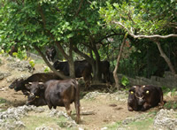 木陰で憩う牛たち