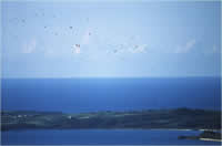 石垣島に飛来するサシバの群れ（﨑山陽一郎さん撮影）